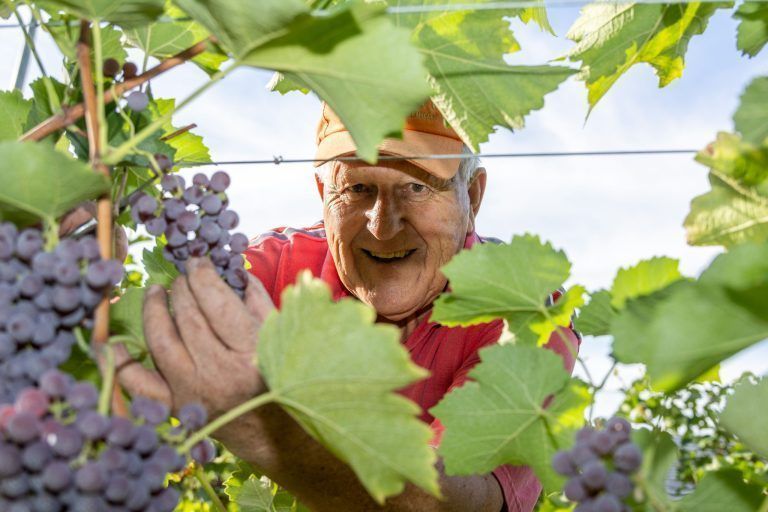 Die Weinlese ist eröffnet: "Wir steuern auf eine Sensationsernte zu“