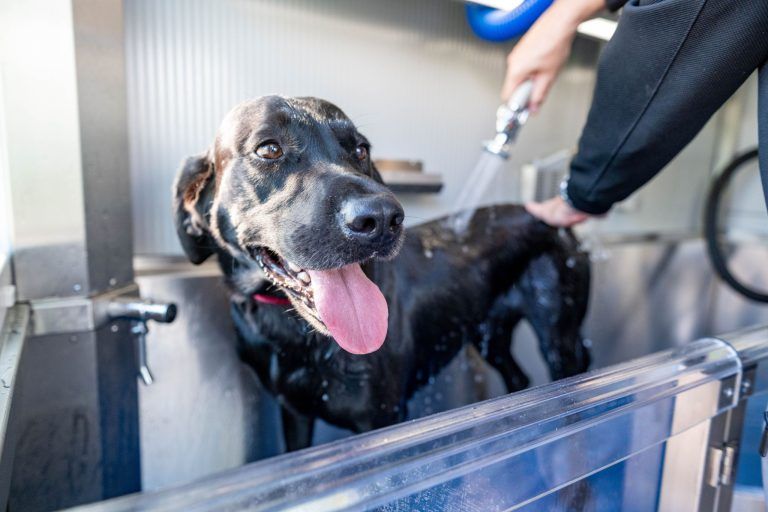 Waschen, spülen, föhnen: Lustenau hat jetzt eine SB-Waschanlage für Hunde