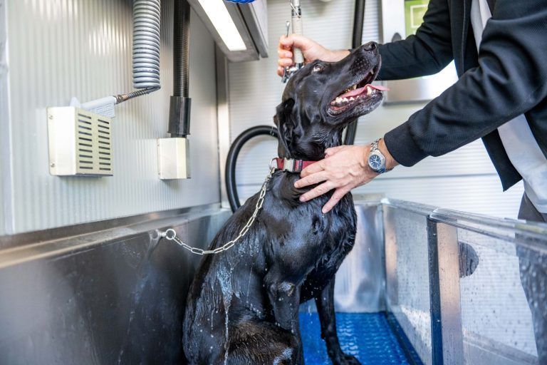Waschen, spülen, föhnen: Lustenau hat jetzt eine SB-Waschanlage für Hunde