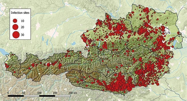 Mehr FSME-Fälle in Vorarlberg - Schuld sind jedoch nicht nur Vorarlberger Zecken