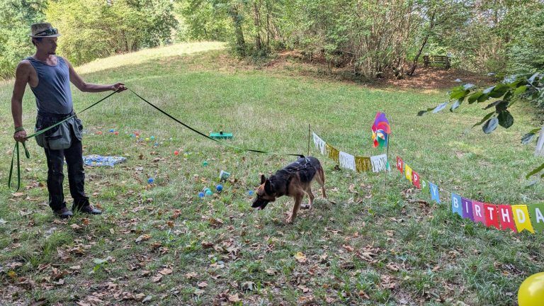 Hundehotel für bis zu 40 Hunde geplant: Jetzt fehlt das passende Grundstück