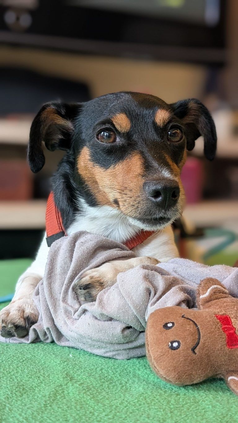 Hundehotel für bis zu 40 Hunde geplant: Jetzt fehlt das passende Grundstück