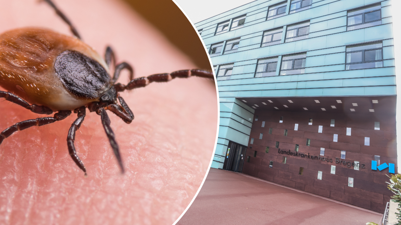 Mehr FSME-Fälle in Vorarlberg - Schuld sind jedoch nicht nur Vorarlberger Zecken