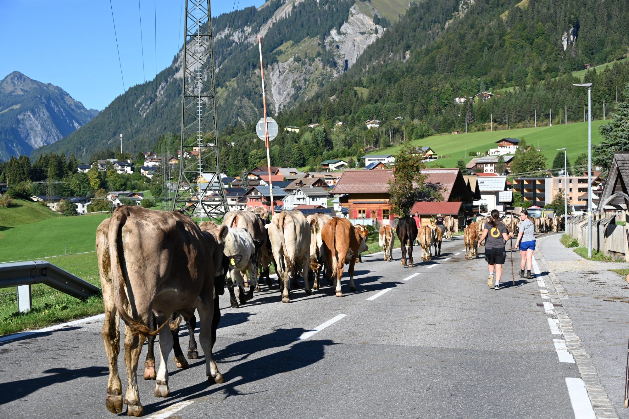 Alpabtrieb im Klostertal