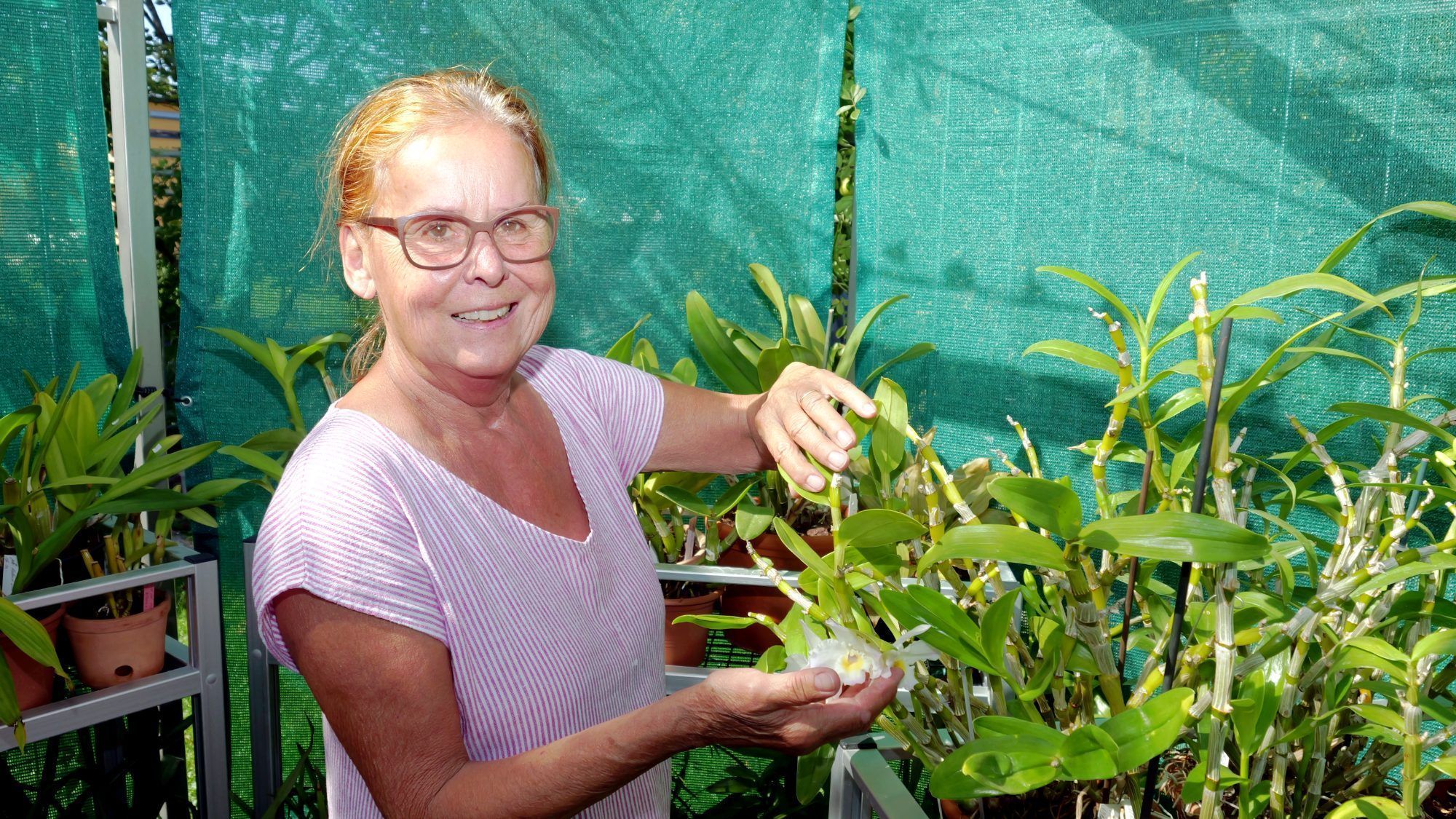 Mit Liebe und Sachverstand: Die Obfrau des Vorarlberger Orchideen Clubs Inge Joike verrät gern ihre Tipps.