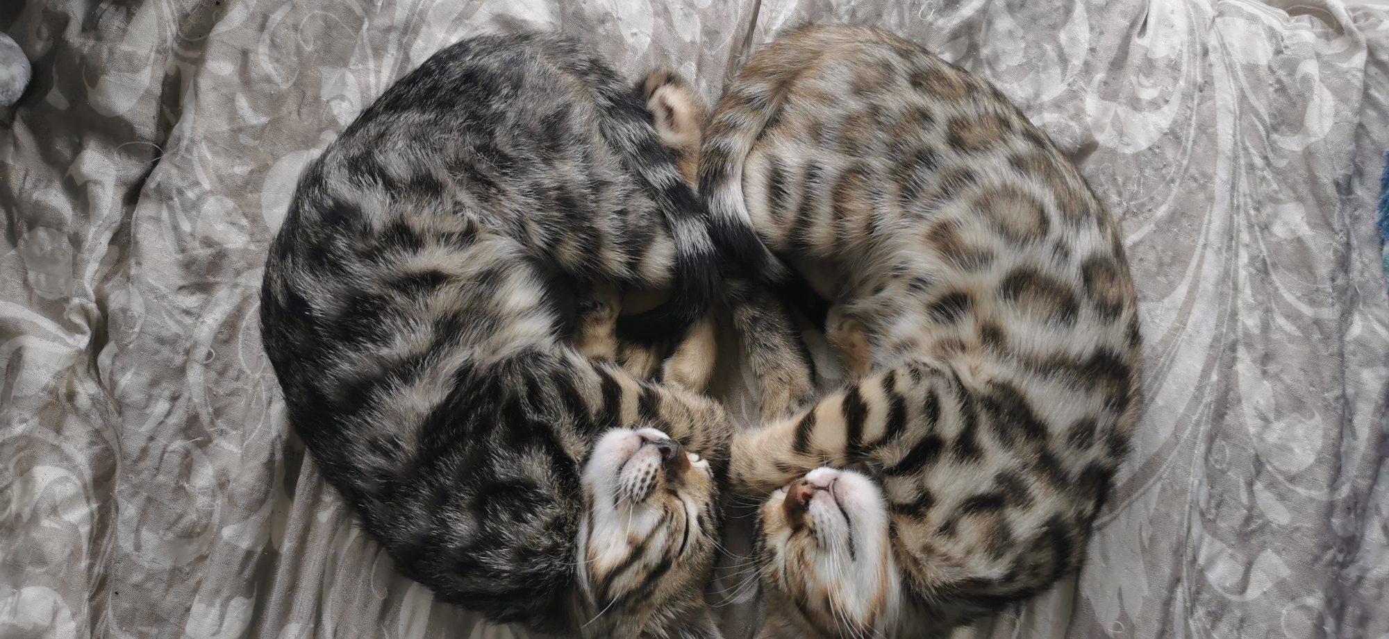 Rio und Luna, die Katzen von Sarah Schöller, beim Kuscheln.