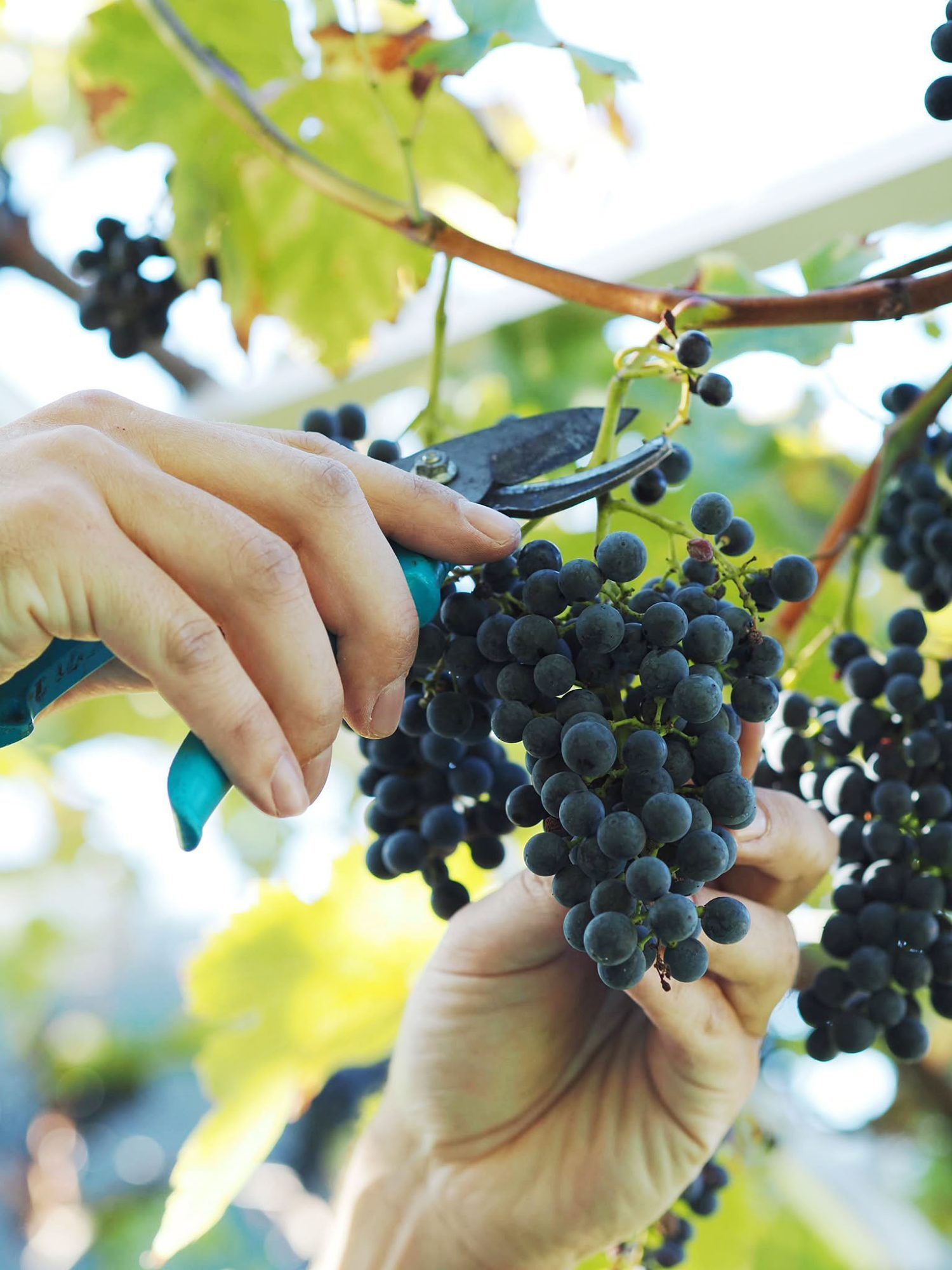 Viel Sonne, hohe Temperaturen und wenig Niederschlag haben die Trauben sehr schnell reifen lassen - deswegen war die Weinlese heuer früher als sonst.