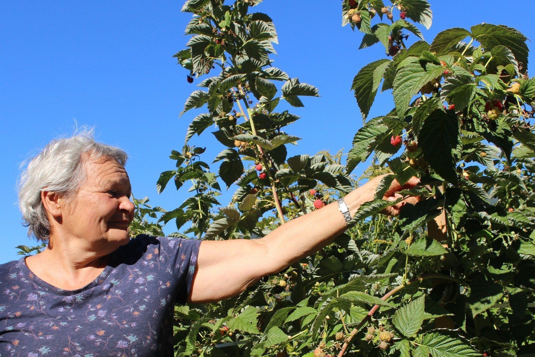 Ein besonderer Vorzug des Gemeinschaftsgartens ist die große Vielfalt. Neben Himbeeren (Bild) gedeihen Kraut, Zwiebel, Karotten und vielem mehr . . .