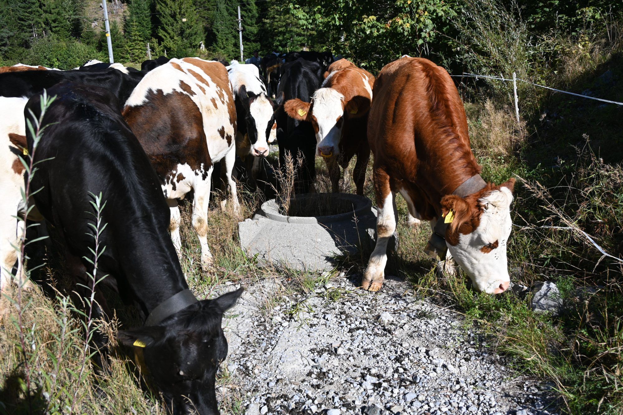 Alpabtrieb im Klostertal