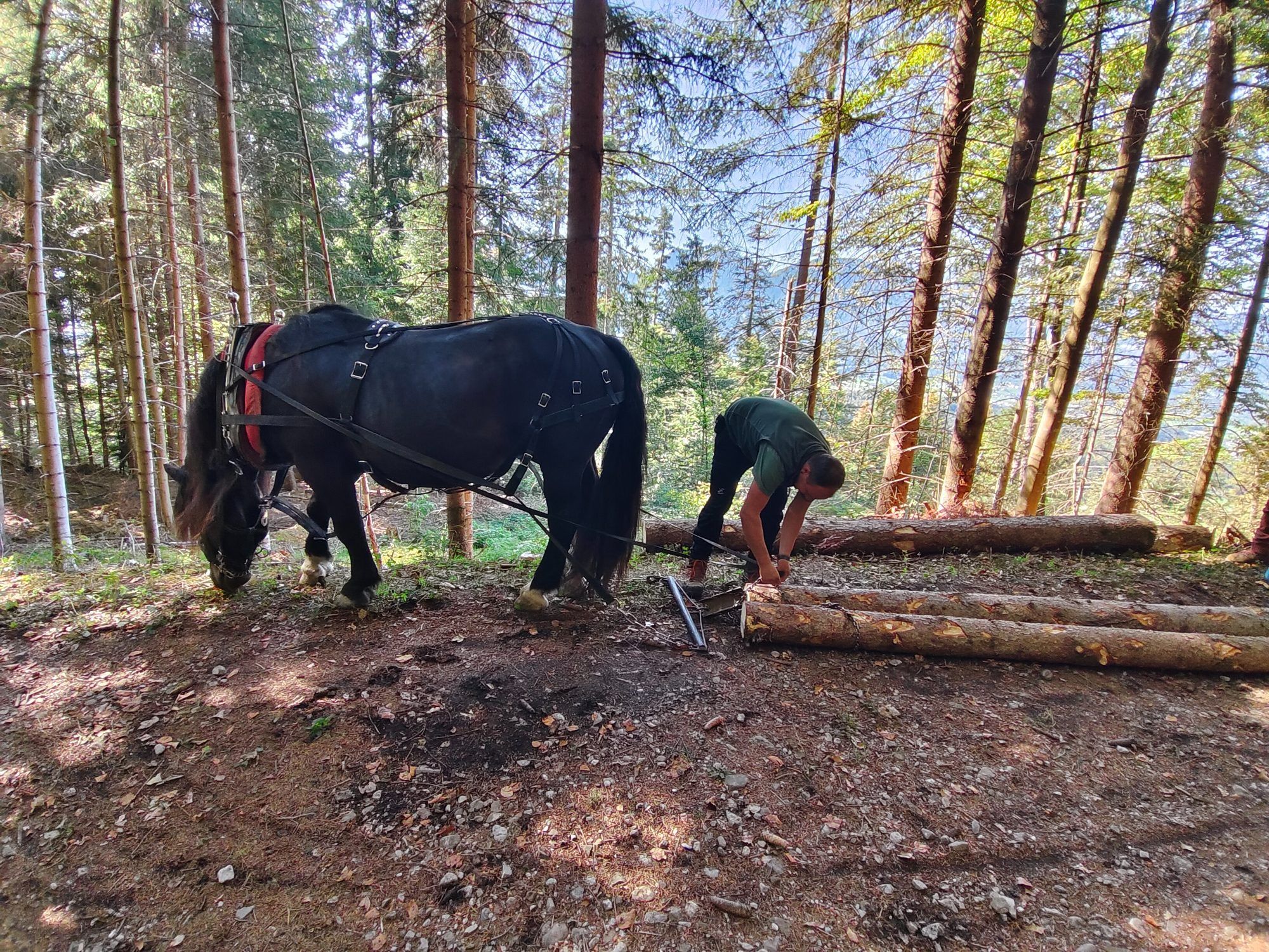 Die Holzbringung mit dem Pferd wird heute immer noch praktiziert.