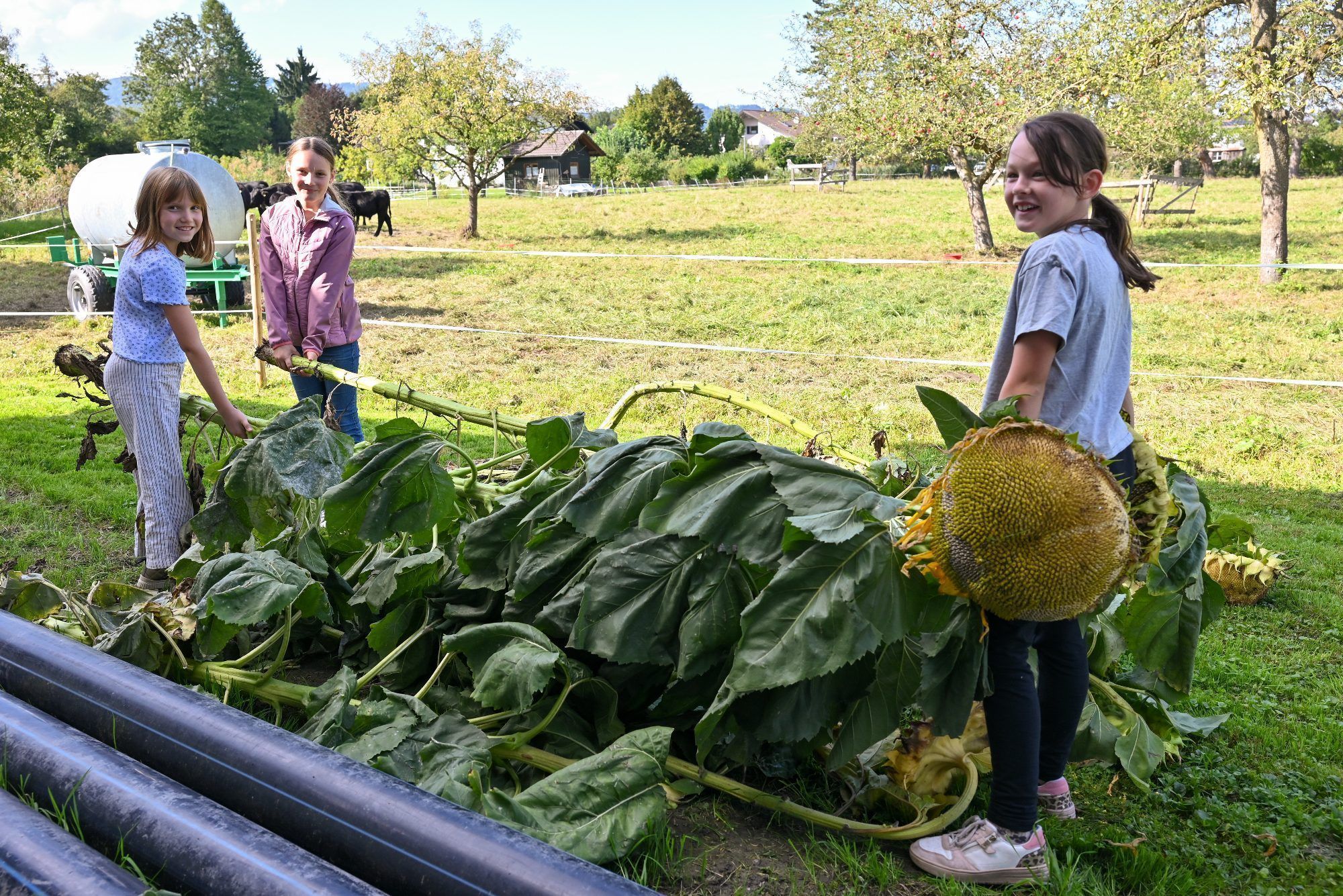 Alleine konnten die riesigen Sonnenblumen gar nicht getragen werden.