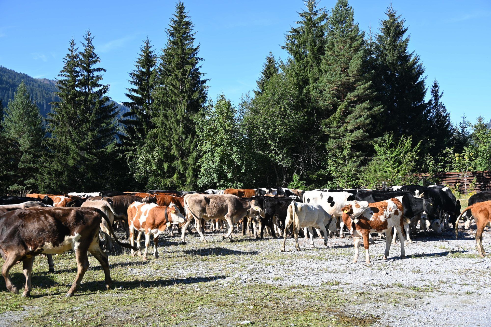 Alpabtrieb im Klostertal
