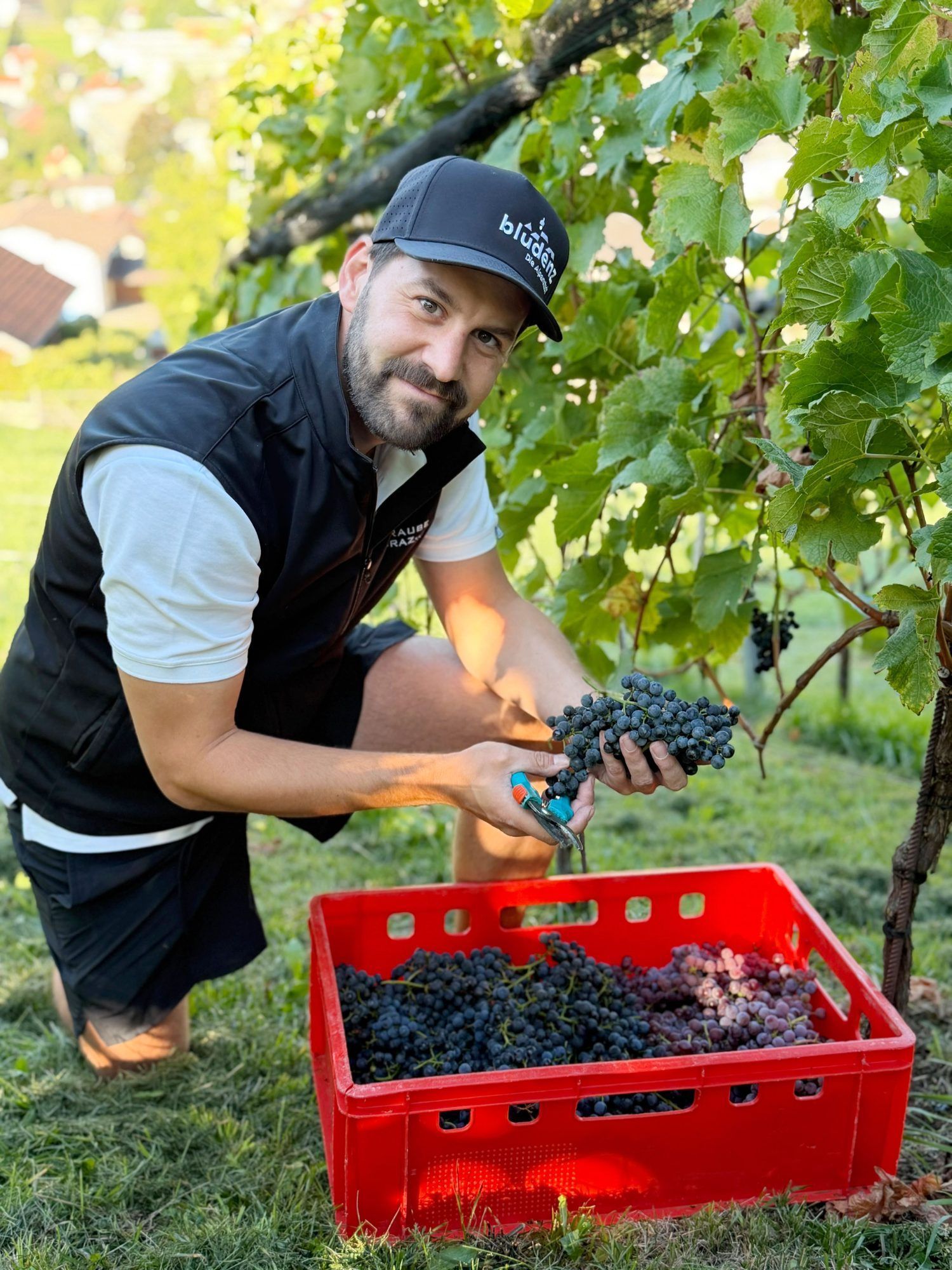 Bürgermeister Simon Tschann im Einsatz im familieneigenen Weingut in Bludenz/Rungelin.