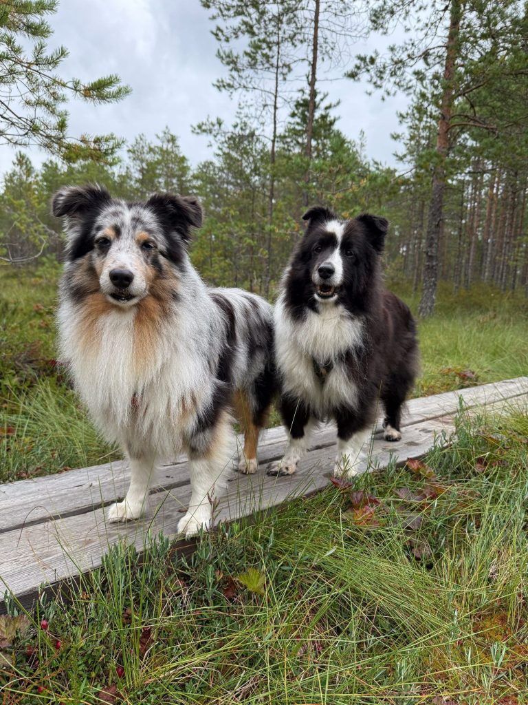 Seine beiden Shelties sind Strablers große Leidenschaft neben der Chemie.