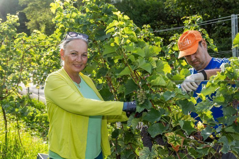 Die Weinlese ist eröffnet: "Wir steuern auf eine Sensationsernte zu“