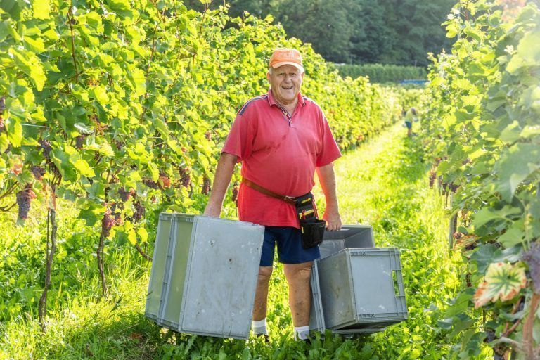 Die Weinlese ist eröffnet: "Wir steuern auf eine Sensationsernte zu“