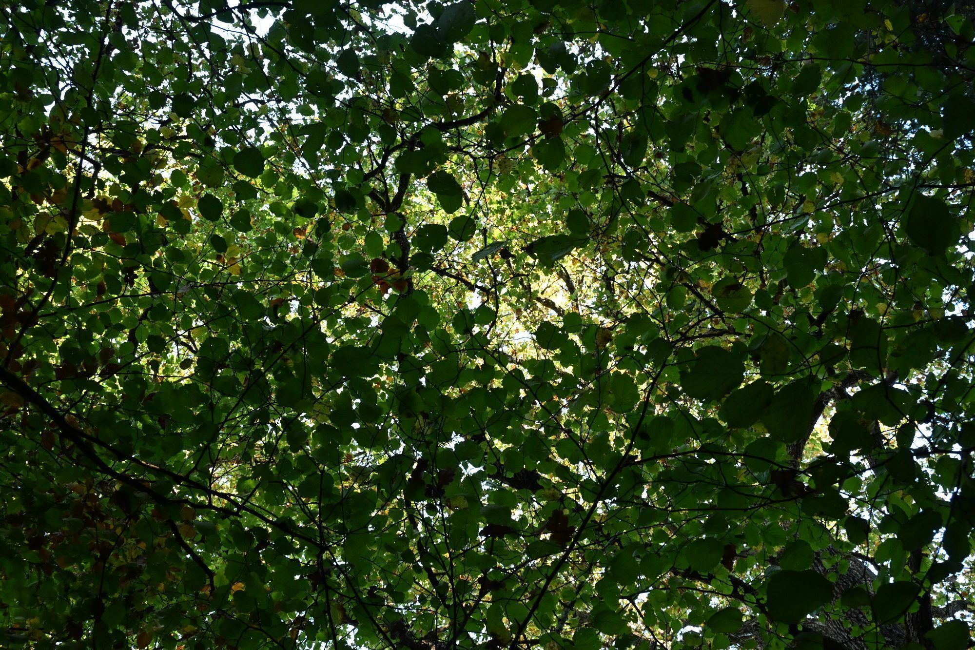 Herbstliches Blätterdach über dem Lyrikweg.