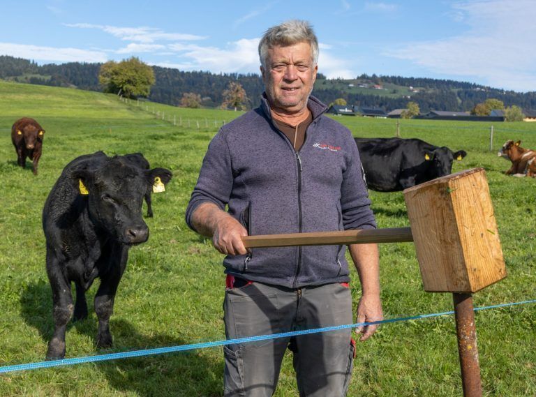 Plötzlich aufgescheuchte Stiere und Kühe durchbrachen Weidezaun: "Kann nur ein Wolf gewesen sein"