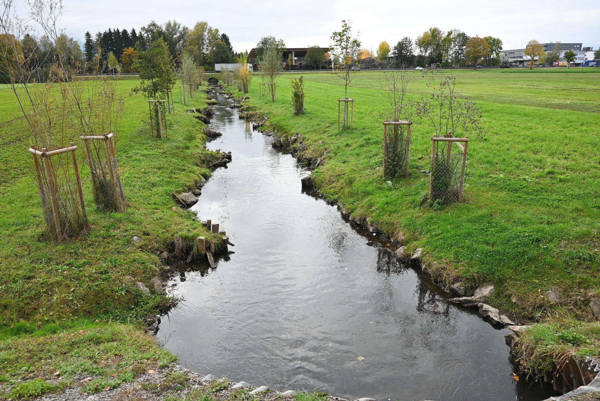 Fast fünfmal so viele Fische wie vor der Revitalisierung konnten bei der Befischung vor zwei Wochen nachgewiesen werden. 