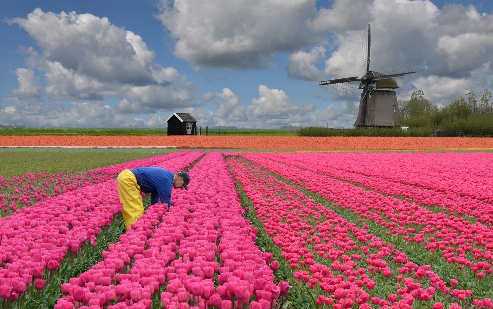 Arbeit im Tulpenfeld hat der Fotograf diese Aufnahme getitelt.