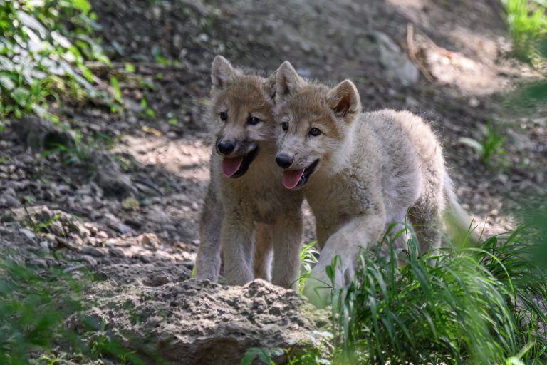 "Söckle" starb durch einen Wolf. Was die Raubtiere künftig im Land erwartet