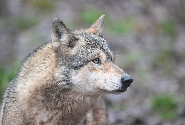 ABD0098_20260331 – CLEEBRONN – DEUTSCHLAND: 12.02.2026, Baden-Wrttemberg, Cleebronn: Dieser Wolf wurde in einem Gehege in Baden-Wrttemberg fotografiert – doch es gibt auch viele Wlfe in freier Wildbahn in Deutschland. (zu dpa: ÇWolf verletzt Frau in Hamburg ? Thringen mahnt zur VorsichtÈ) Foto: Bernd Wei§brod/dpa +++ dpa-Bildfunk +++. – FOTO: APA/dpa/Bernd Wei§brod