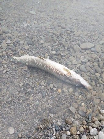 37.000 Euro Schaden: Fischer fordern Maßnahmen gegen Fischräuber