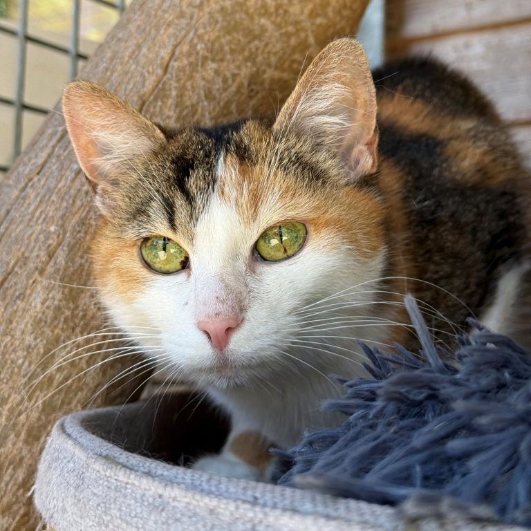 Dusty war lange einsam, jetzt möchte er endlich ankommen