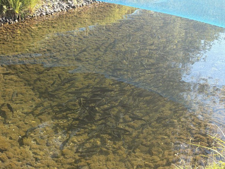 37.000 Euro Schaden: Fischer fordern Maßnahmen gegen Fischräuber