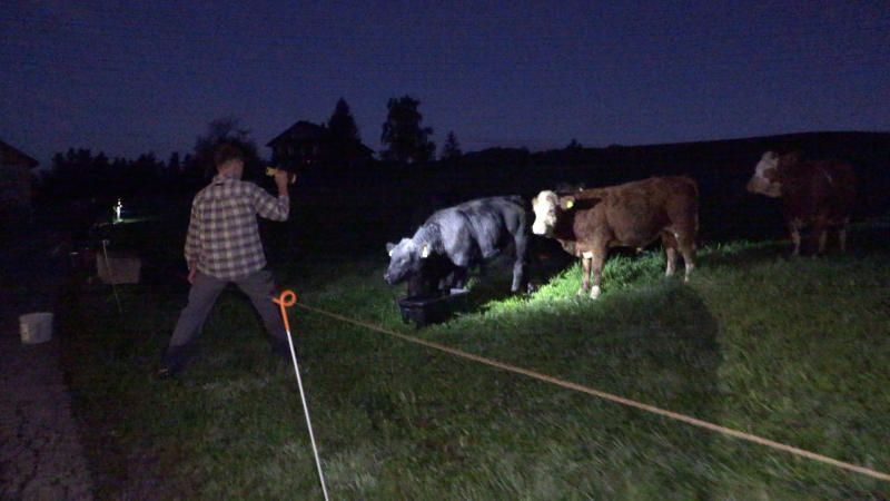 Plötzlich aufgescheuchte Stiere und Kühe durchbrachen Weidezaun: "Kann nur ein Wolf gewesen sein"