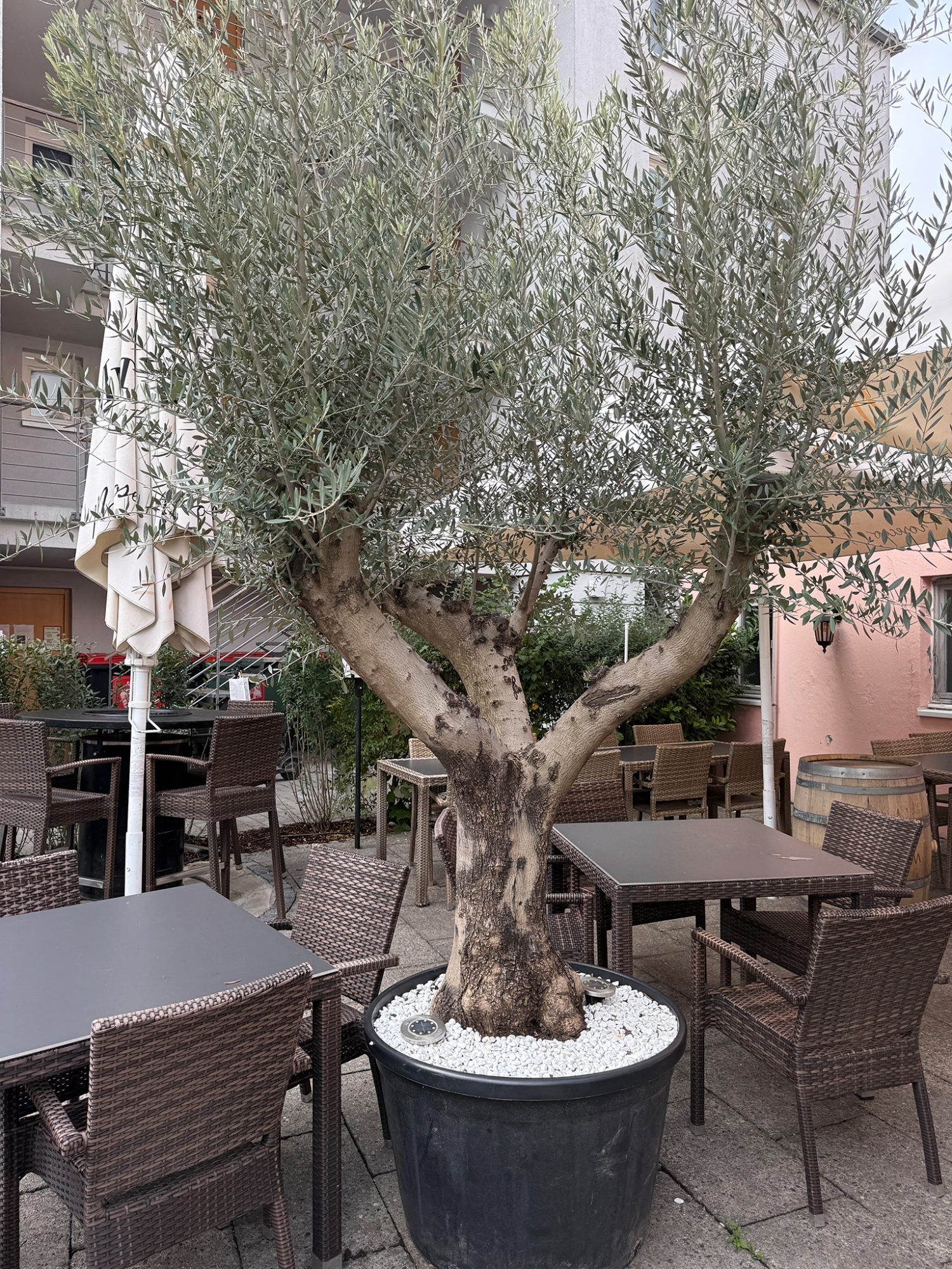 Im Sommer wird neben dem Olivenbaum auf der Terrasse serviert.