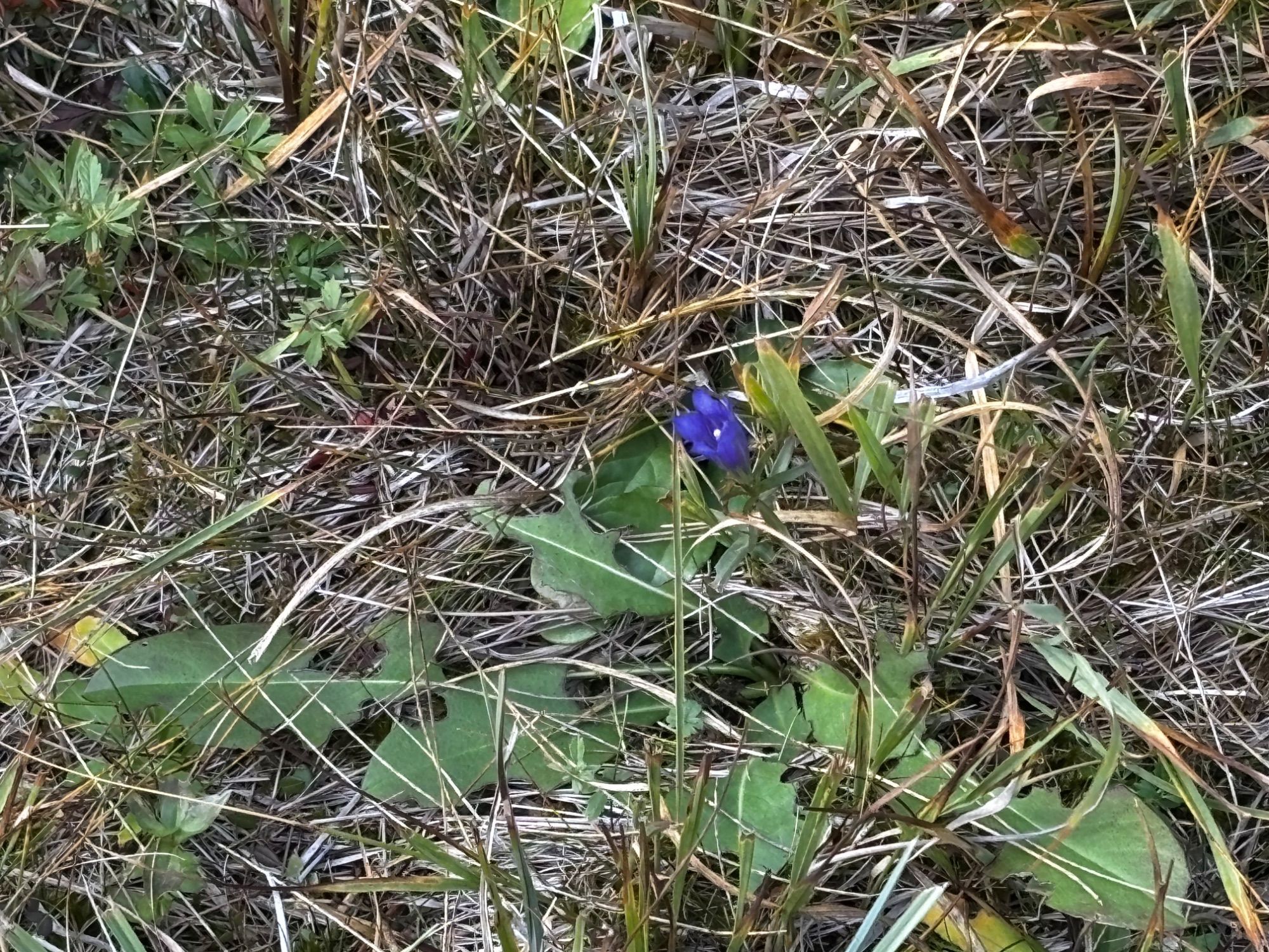 Lungen-Enzian im Götzner Moor.