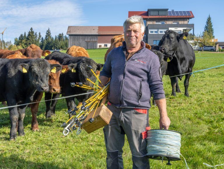 Plötzlich aufgescheuchte Stiere und Kühe durchbrachen Weidezaun: "Kann nur ein Wolf gewesen sein"