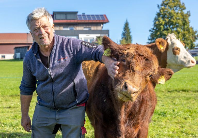 Plötzlich aufgescheuchte Stiere und Kühe durchbrachen Weidezaun: "Kann nur ein Wolf gewesen sein"
