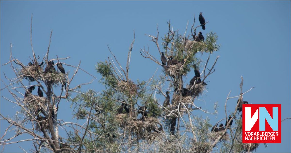 Letter to the Editor: Cormorants on Lake Constance