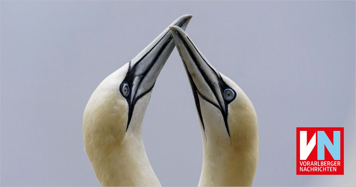 Bilder des Tages - Vorarlberger Nachrichten | VN.at Bilder des Tages - Vorarlberger Nachrichten | VN.at