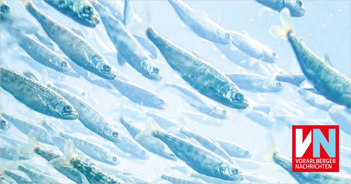 Wo die Lachse den Fluss hinauf ziehen Vorarlberger Nachrichten VN.at