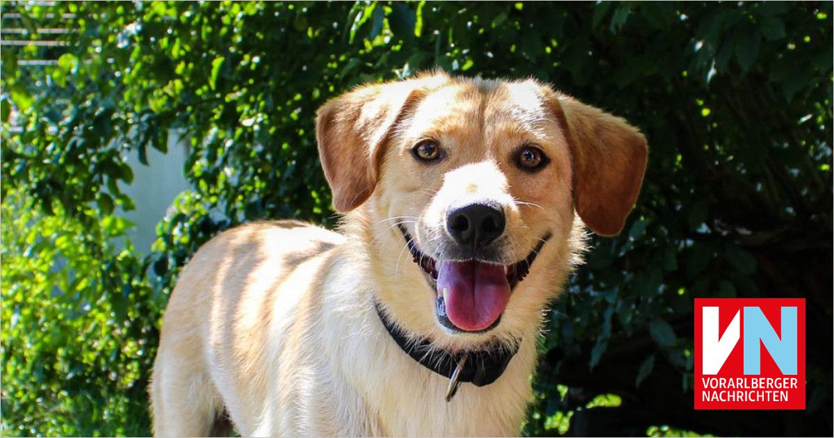 Zuhause für Hunde und Katzen aus Tiertransporten gesucht - Vorarlberger ...