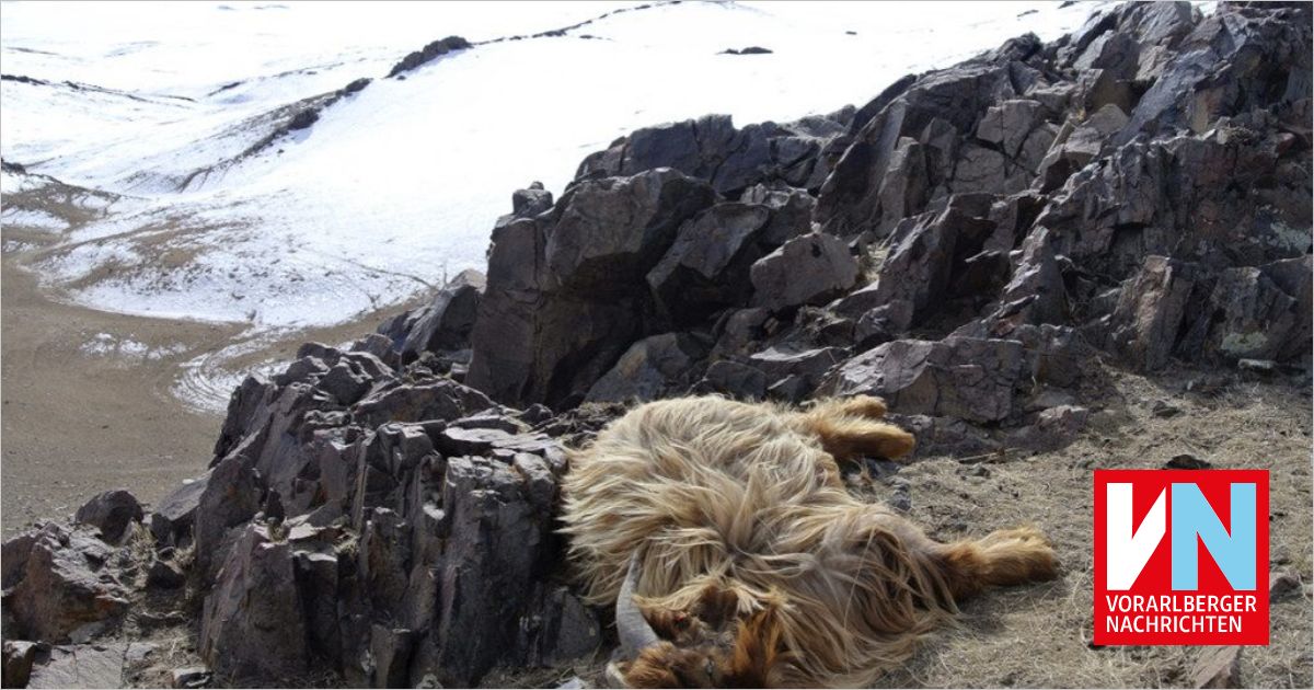 Dzud ttet Tausende Tiere in der Mongolei - Vorarlberger Nachrichten ...