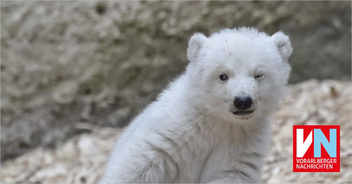 Da Steppt Der Bär Bedeutung www.vn.at
