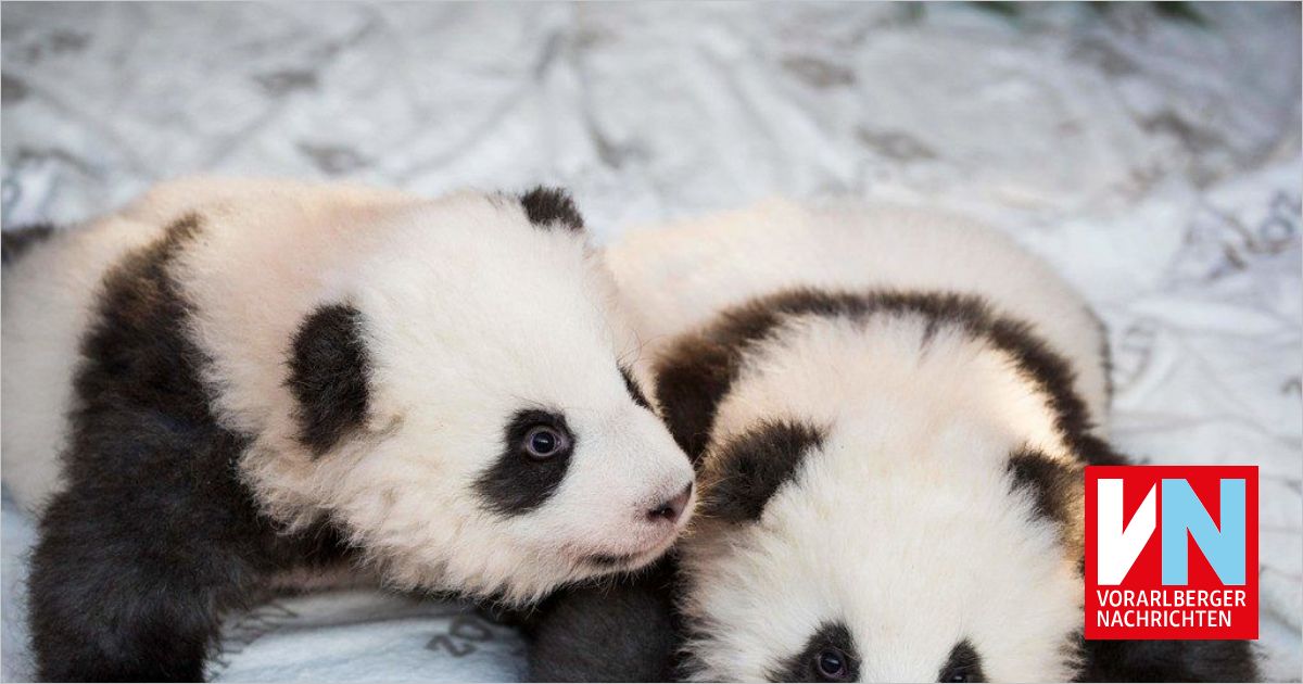 Namen für die Buben - Vorarlberger Nachrichten | VN.at